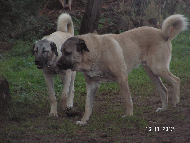 Publication : The Legend Of Kangal