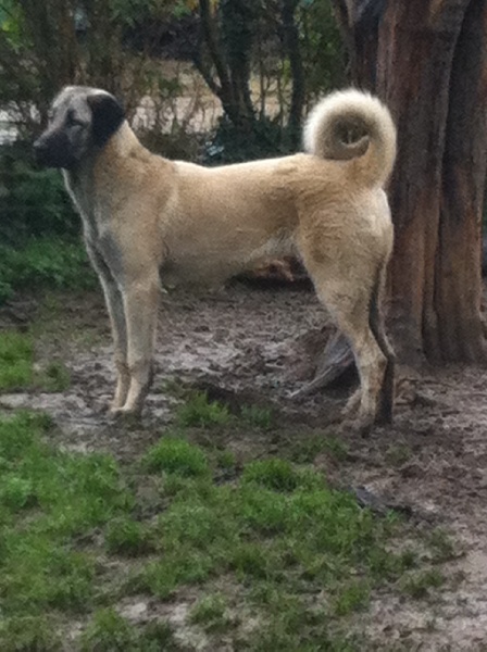 Publication : The Legend Of Kangal