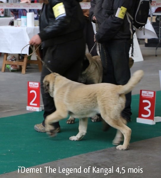 Publication : The Legend Of Kangal Auteur : Antunes Amelle