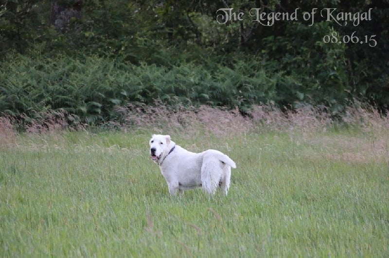 Publication : The Legend Of Kangal Auteur : The Legend of Kangal