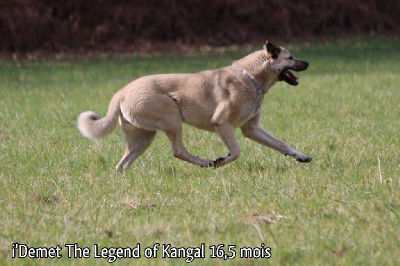 Publication : The Legend Of Kangal Auteur : Antunes Amelle