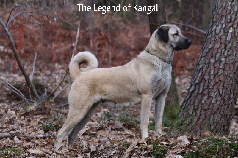 Publication : The Legend Of Kangal