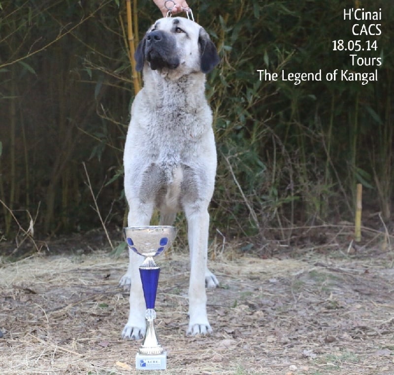 Publication : The Legend Of Kangal