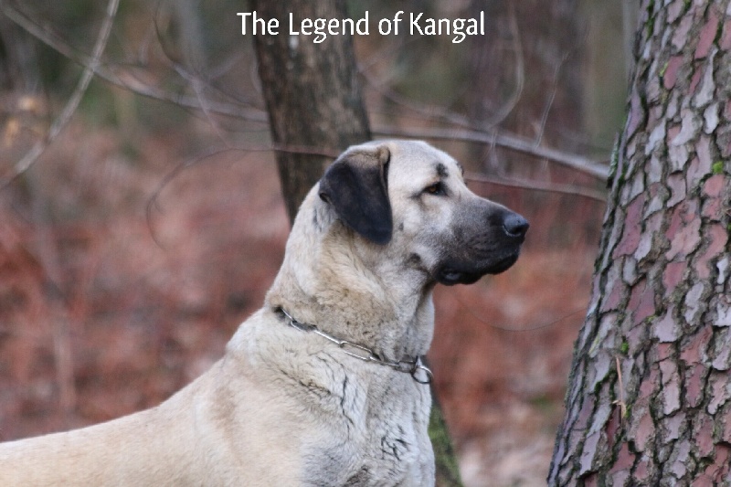 Publication : The Legend Of Kangal
