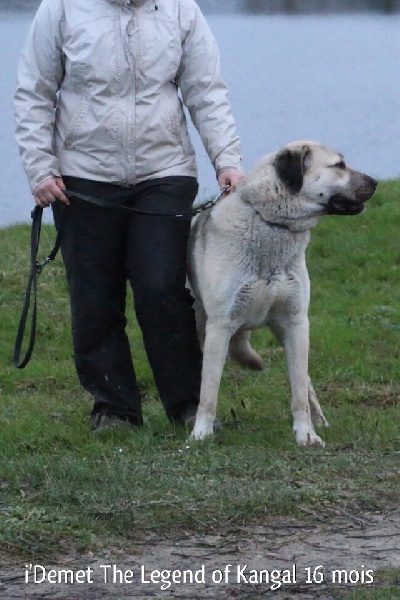 Publication : The Legend Of Kangal Auteur : Antunes Amelle