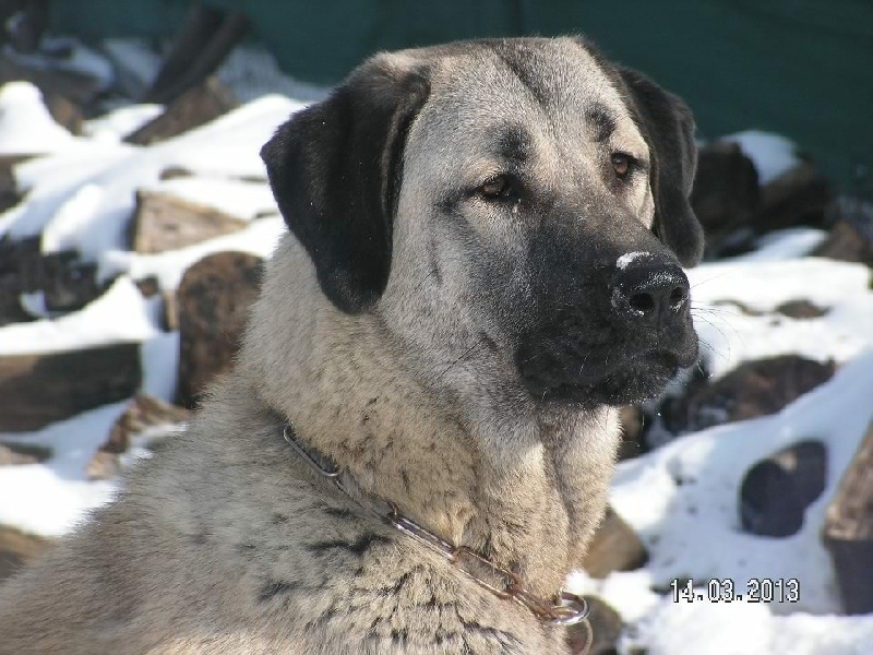 Publication : The Legend Of Kangal