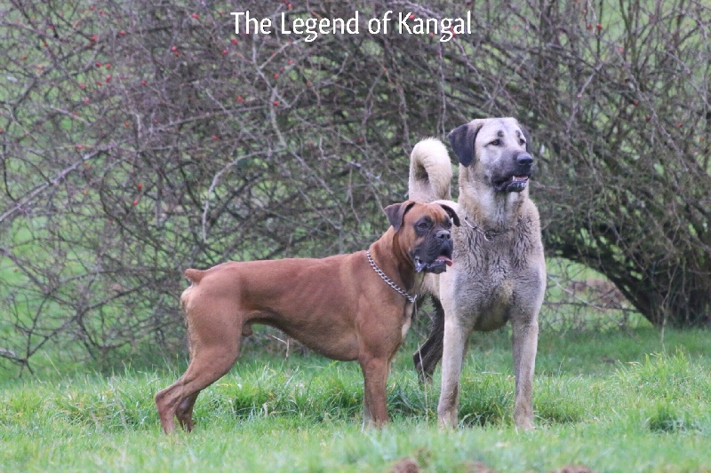 Publication : The Legend Of Kangal