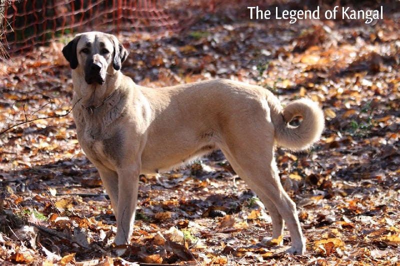 Publication : The Legend Of Kangal