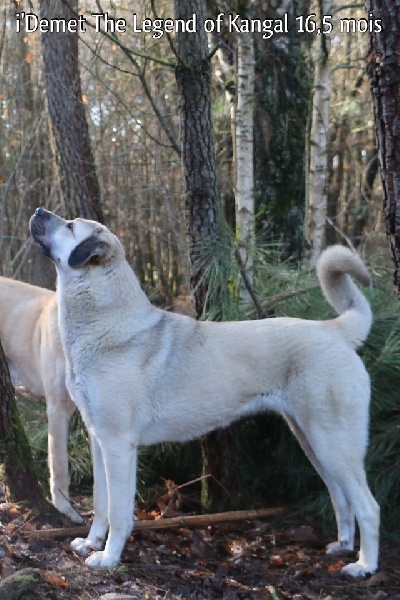 Publication : The Legend Of Kangal Auteur : Antunes Amelle