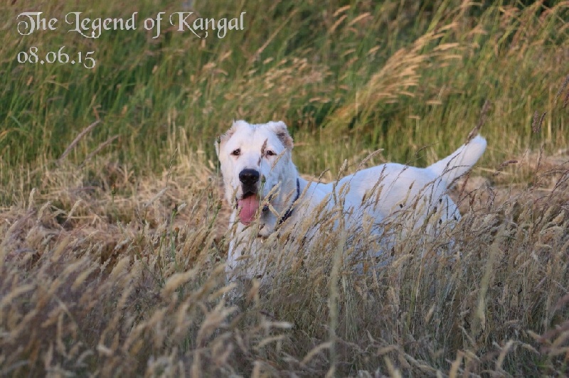 Publication : The Legend Of Kangal Auteur : The Legend of Kangal