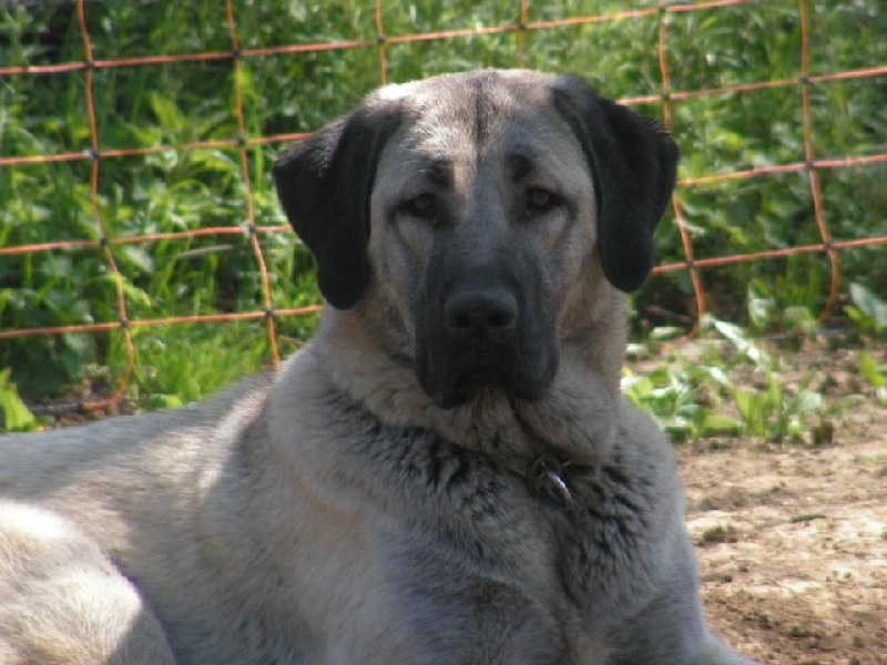 Publication : The Legend Of Kangal