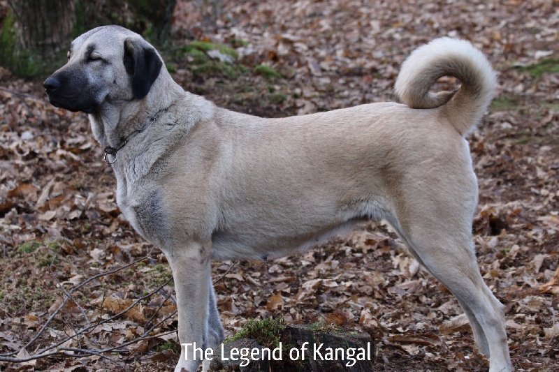 Publication : The Legend Of Kangal