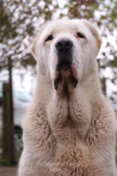 Publication : The Legend Of Kangal Auteur : The Legend of Kangal