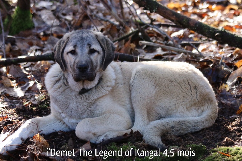 Publication : The Legend Of Kangal Auteur : Antunes Amelle