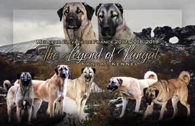 The Legend Of Kangal