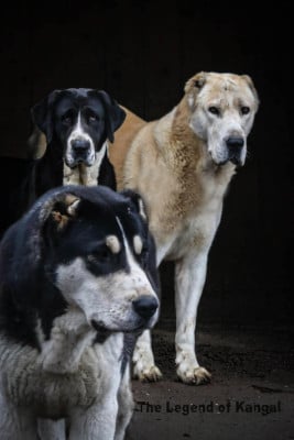 The Legend Of Kangal