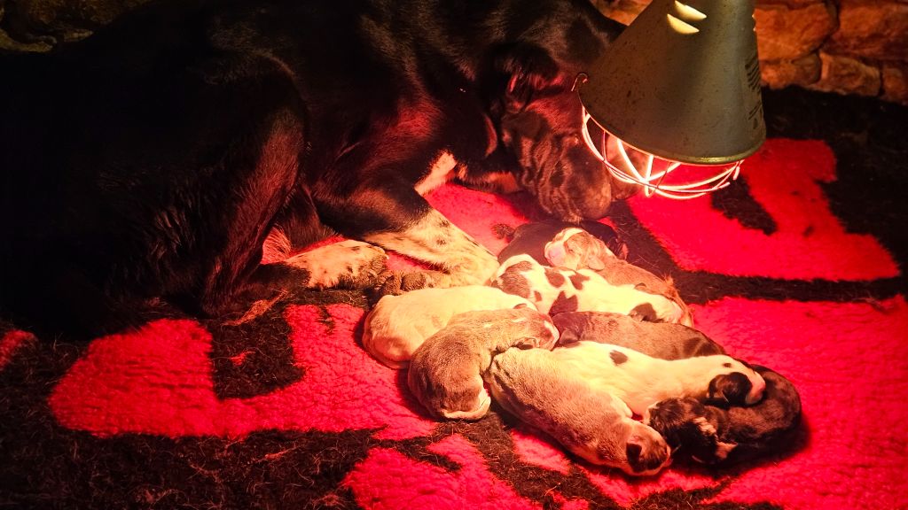 CHIOT - Berger d'Asie Centrale