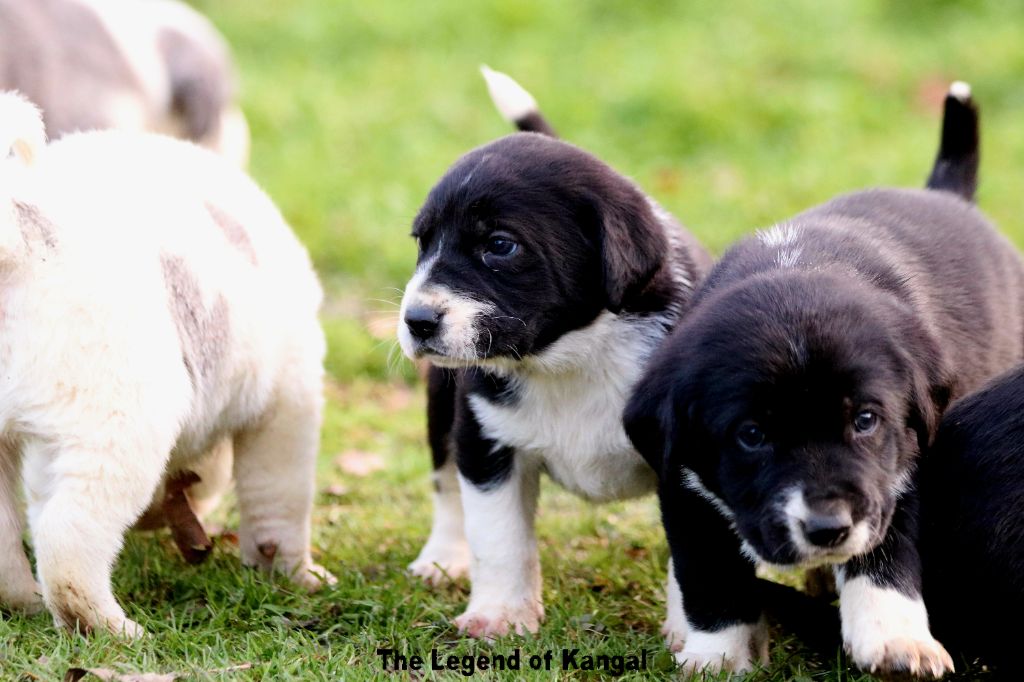 Berger d'Asie Centrale - The Legend Of Kangal