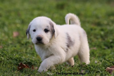 Les chiots de Berger d'Asie Centrale