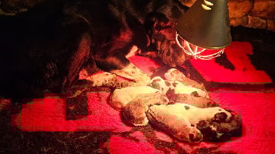 Les chiots de Berger d'Asie Centrale