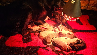 Les chiots de Berger d'Asie Centrale