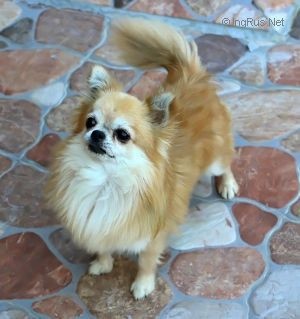 Publication : du Royaume d'Isthar