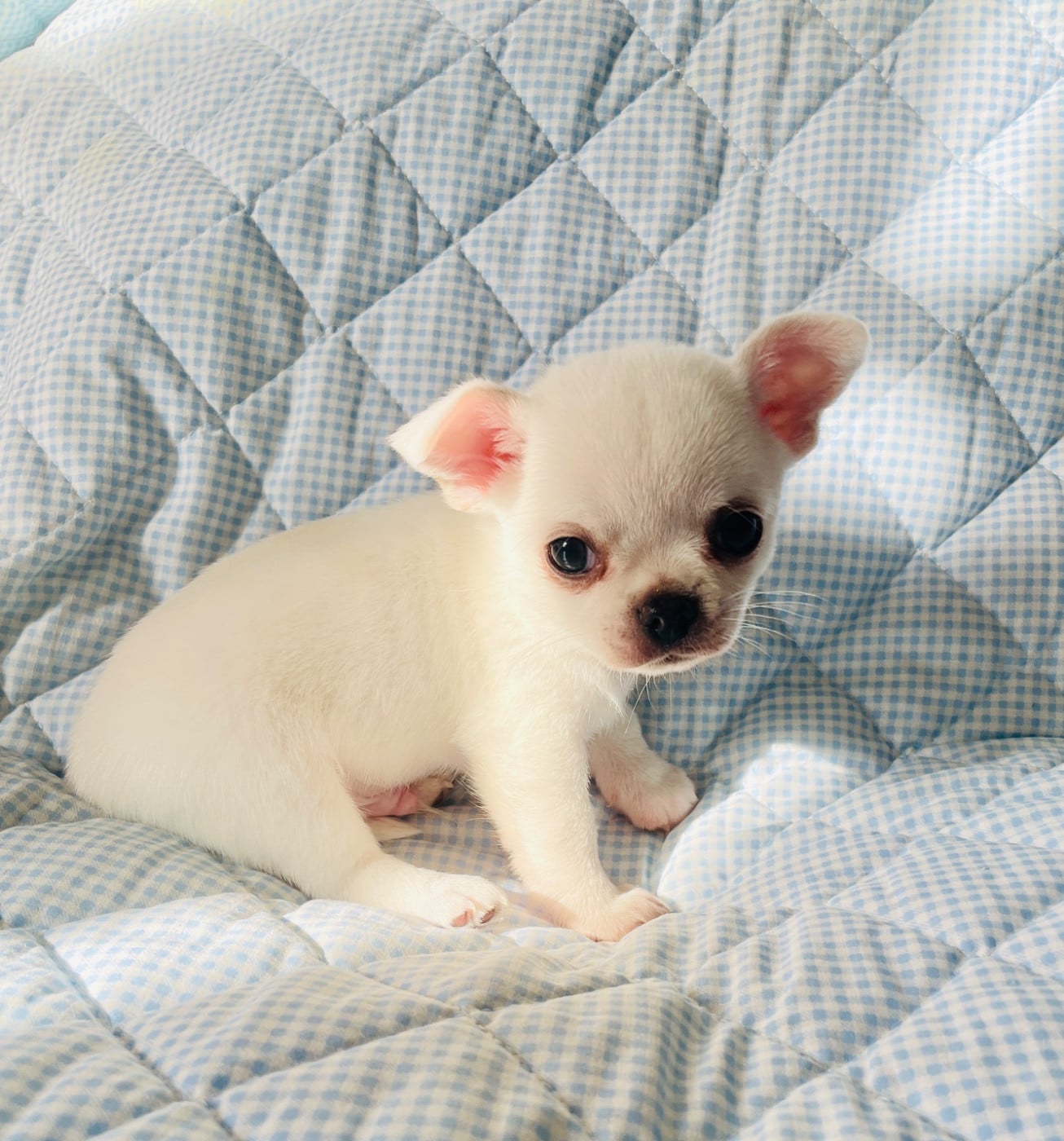 Chihuahua - Du Clos De Diania Turba