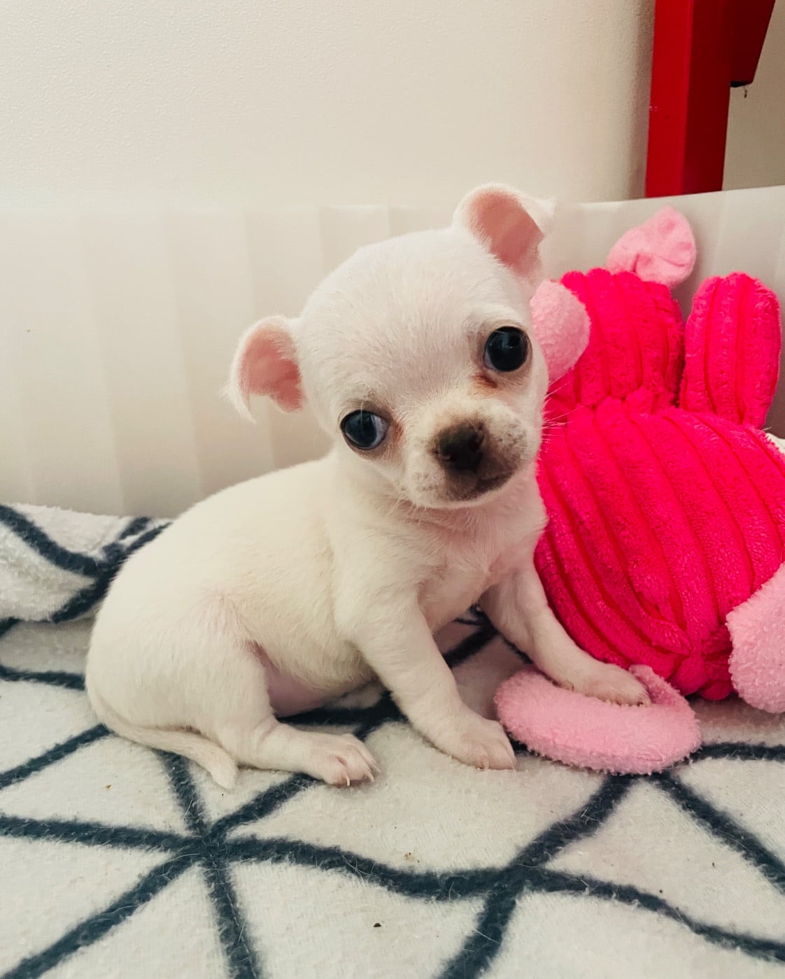 Chiot N°1