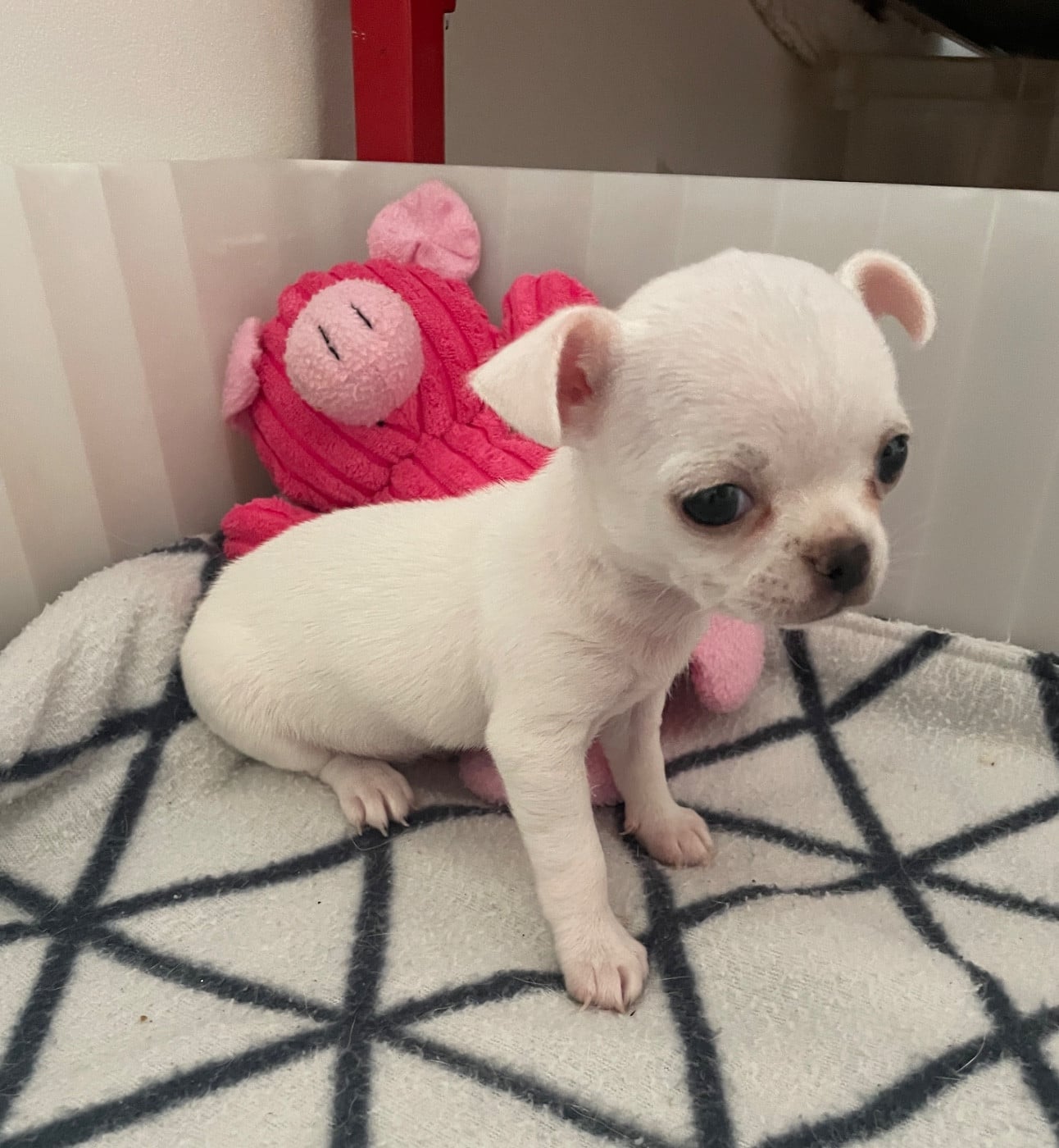 Chiot N°1