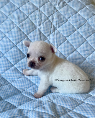 Les chiots de Chihuahua