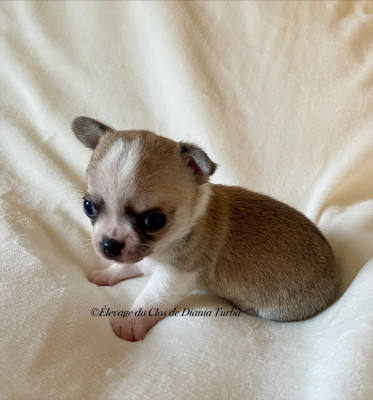 Les chiots de Chihuahua
