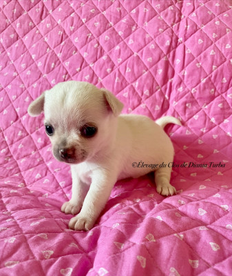 Les chiots de Chihuahua