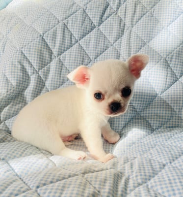 Les chiots de Chihuahua