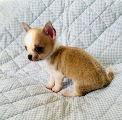 Les chiots de Chihuahua