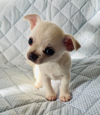 Les chiots de Chihuahua