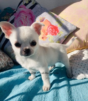 Les chiots de Chihuahua