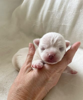 Les chiots de Chihuahua