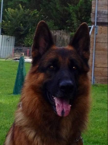 Publication : Roccapina Auteur : Di Voghenza