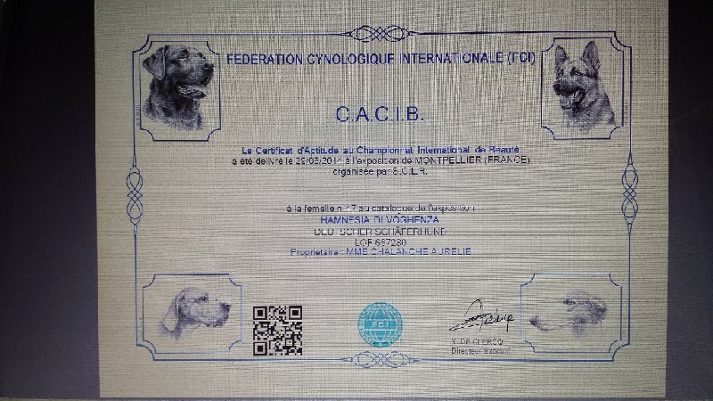 Hamnesia Di Voghenza - CACS - CACIB