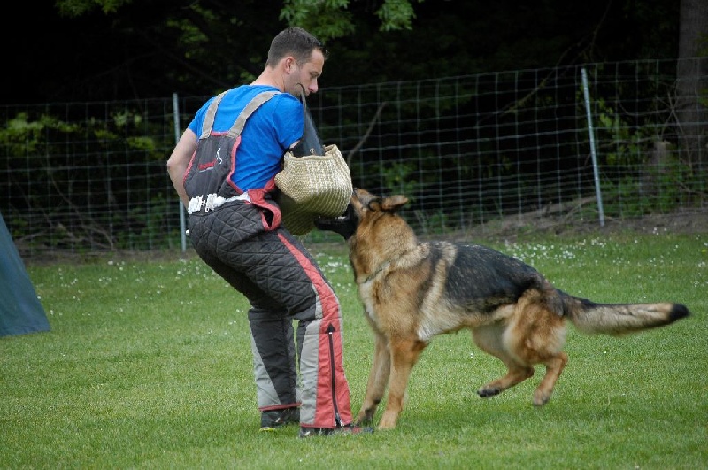 Hamnesia Di Voghenza - Korung à vie
