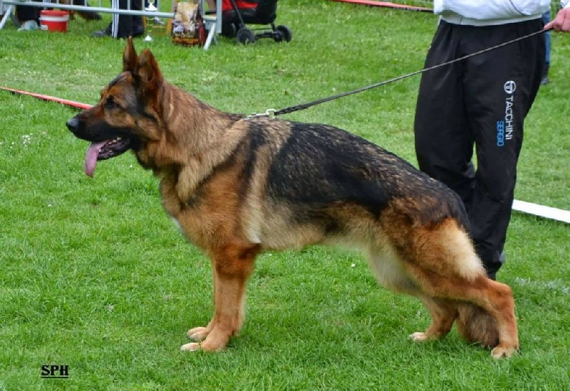 Hamnesia Di Voghenza - classe travail : 5ieme Excellent