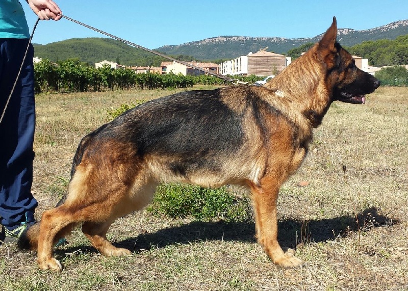 Hamnesia Di Voghenza - Classe travail : 12 ième excellente - V12