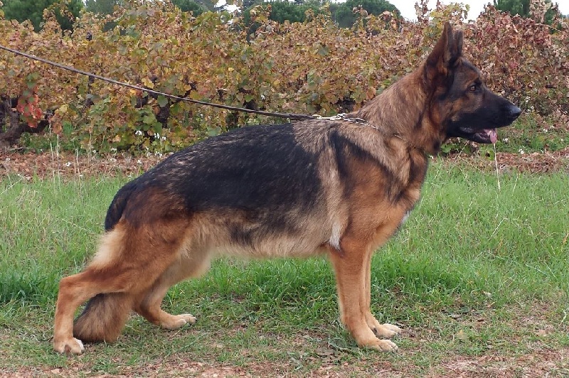 Hamnesia Di Voghenza - Classe travail : 3ième Excellente - V3