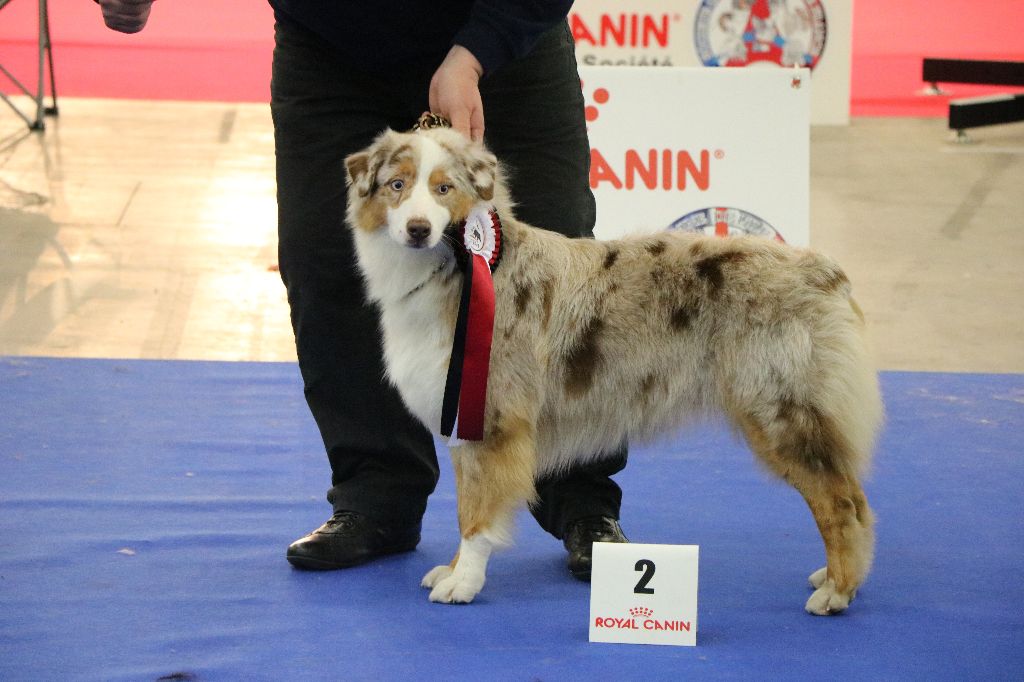 Leia princess red Du Domaine De La Croix Celte - 2ème excelent /13