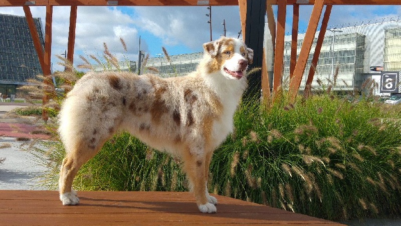 Leia princess red Du Domaine De La Croix Celte - 1ère exc classe inter +RCACS