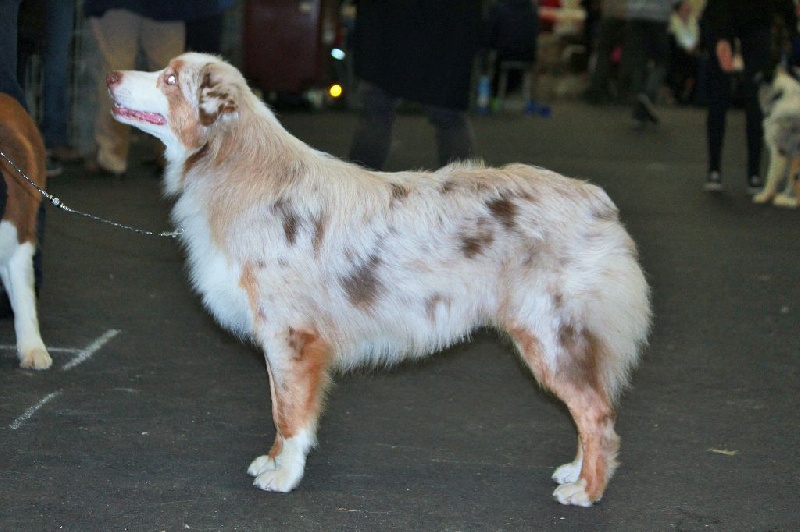 Leia princess red Du Domaine De La Croix Celte - très prometeur nc (puppy)