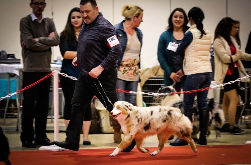 Leia princess red Du Domaine De La Croix Celte - 4ème Excelent classe jeune