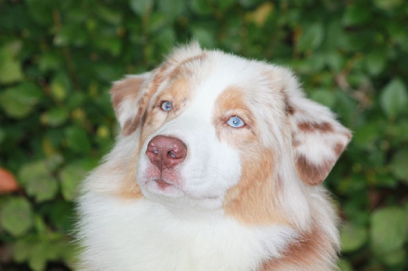 Leia princess red Du Domaine De La Croix Celte - très prometeur nc (puppy)