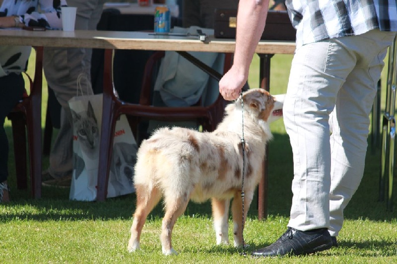 Leia princess red Du Domaine De La Croix Celte - 1ère très prometteur (Baby)