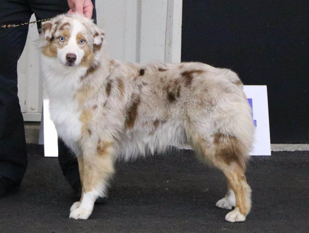 Leia princess red Du Domaine De La Croix Celte - 2ème excelent +RCACS +RCACIB